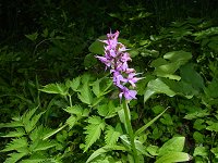 �n�N�T���`�h��