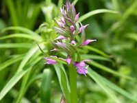 �n�N�T���`�h��