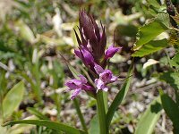 �n�N�T���`�h��