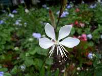 �n�N�`���E�\�E