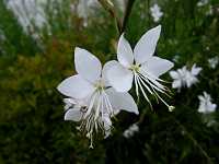 �V���`���E�\�E