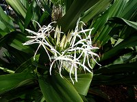 �n�}�I���g