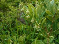 �n�i�q���m�L