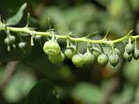 �n�i�q���m�L