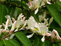 �n�i�q���E�^���{�N