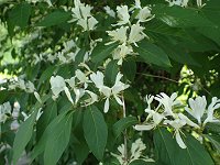 �n�i�q���E�^���{�N