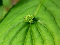 �n�i�C�J�_