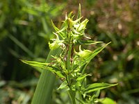 �n�i�C�J��