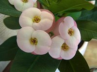 �n�i�L�����h�����_�h