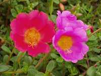 �n�i�X�x���q��