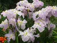 �n�i�V���E�u