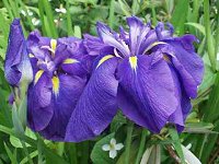 �n�i�V���E�u