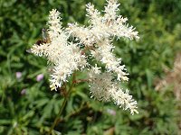 �n�i�`�_�P�T�V