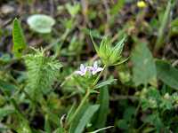 �n�i���G���O��