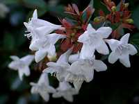 �n�i�c�N�o�l�E�c�M