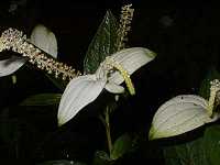 �n���Q�V���E