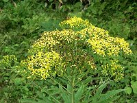 �n���S���\�E