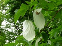 �n���J�`�m�L