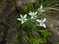 �n�b�|�E�E�X���L�\�E