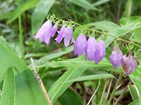 �n�^�U�I�M�L���E