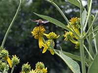 �n�`�~�c�\�E