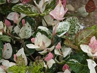 �n�c���L�J�Y��