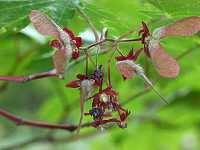 �n�E�`���J�G�f