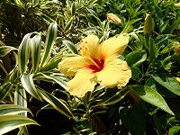 �n�C�r�X�J�X