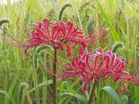 �q�K���o�i