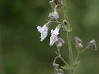 �q�L�I�R�V