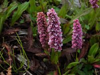 �q�}�����Ղ̔�