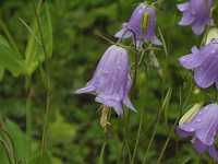 �q���C�g�V���W��