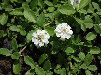 �q���C���_���\�E