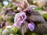 �q���I�h���R�\�E