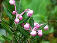 �q���V���N�i�Q