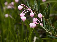 �q���V���N�i�Q