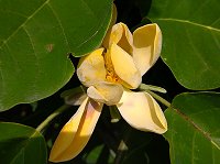 �q���^�C�T���{�N