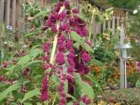 �q���Q�C�g�E