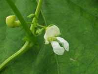 �q���T���C���Q���w�����b�R�x�̉�