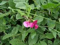 �q���n�m�������\�E