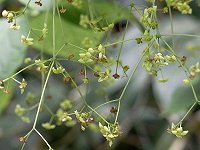 �q���n�c���o�i