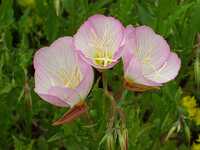 �����C���q���U�L�c�L�~�\�E