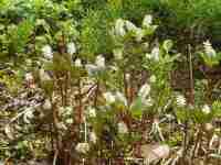 �q�g���V�Y�J