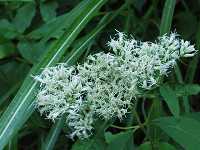 �q���h���o�i