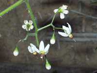 �q���h���W���E�S