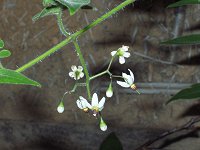 �q���h���W���E�S