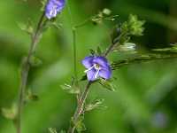 �q���N�\�E