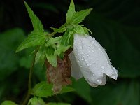 �V���o�i���}�z�^���u�N��