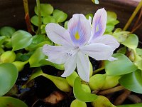 �z�e�C�A�I�C