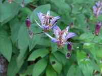 �^�C�����z�g�g�M�X